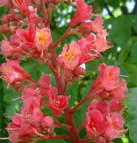 Marronnier rouge - Red chestnut - No 25 (10ml)